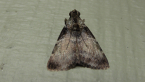 Pyralid Moth