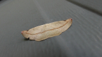 Geometrid Moth