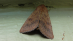 Fruit Piercing Moth