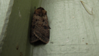 Noctuid Moth