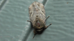 Noctuid Moth
