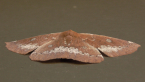 Geometrid Moth