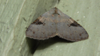 Erebidae Moth