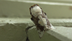 Macadamia Cup Moth