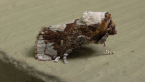 Macadamia Cup Moth