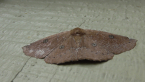Geometrid Moth