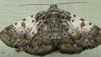 Geometrid Moth
