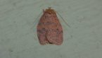 Concealer Moth