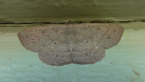Geometrid Moth