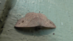 Geometrid Moth