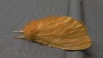 Lymantriid Moth