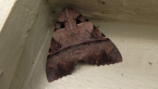 Erebid Moth