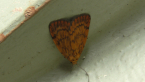 Erebid Moth