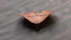 Noctuid Moth