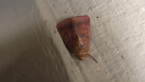 Noctuid Moth