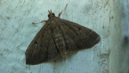 Grass Webworm