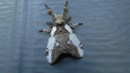 Brown Tussock Moth