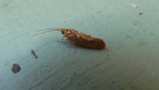 Lacturid Moth