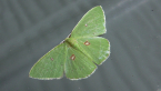 Rainforest Moth