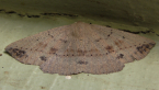 Bracken Moth