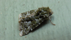 Noctuid Moth