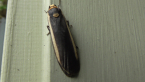 Lichen Moth