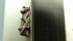 Green Blotched Moth