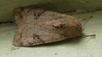 Cacao Armyworm