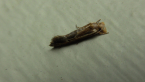 Tineidae Moth