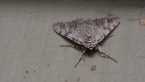 Webbed Grey