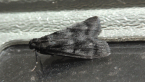 Pyralidae Moth