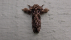 Noctuid Moth