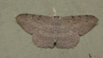 Geometrid Moth