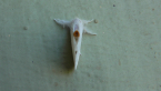 Tussock Moth