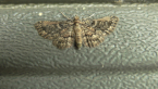 Pug Moth