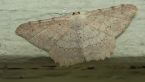 Geometrid Moth
