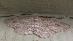 Engrailed Moth