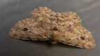 Geometrid Moth