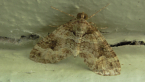 Geometrid Moth
