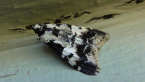 Snout Moth