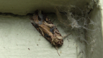 Tobacco Cutworm