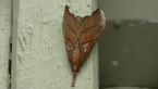 Crambid Moth