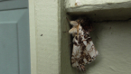 Patterned Notodontid