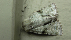 Noctuid Moth
