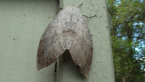 Fallen Bark Looper Moth