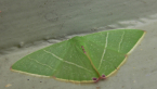 Geometrid Moth