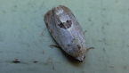 Conchidia Moth
