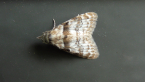 Nolidae Moth