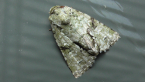 Noctuid Moth