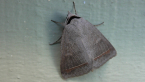 Erebid Moth